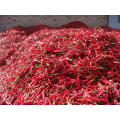 Asian  high yield vegetable plant red dry pepper chilli seeds